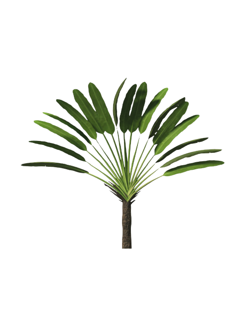 sh_Dracena_arborea13