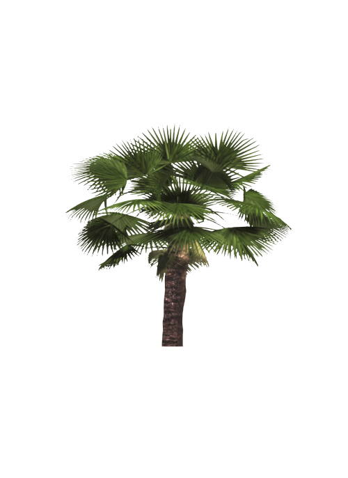 sh_Palmeira_washingtonia12