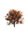 sh_Liquidambar